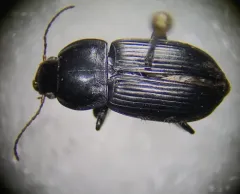 Anisodactylus harrisii thumbnail 4