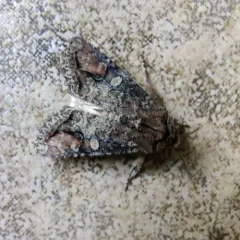 Brown Woodling thumbnail 4