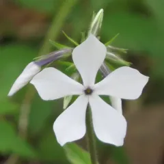 blue phlox thumbnail 2