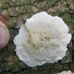 White Cheese Polypore thumbnail 5