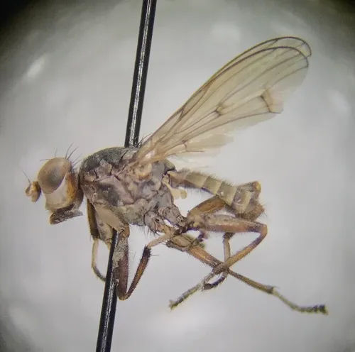 Atrichomelina pubera