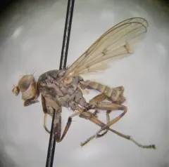 Atrichomelina pubera thumbnail 1