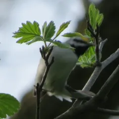 Golden-winged Warbler thumbnail 2