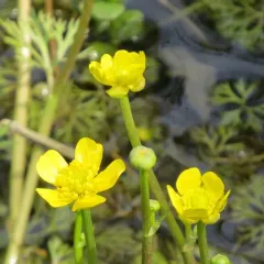 yellow water-crowfoot thumbnail 4