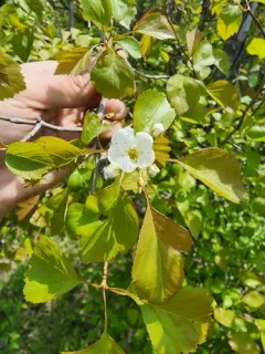 Clustered Hawthorn thumbnail 2