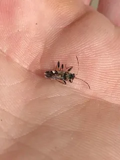 coastal groundbug thumbnail 2