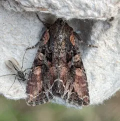 Nevada Arches Moth thumbnail 2