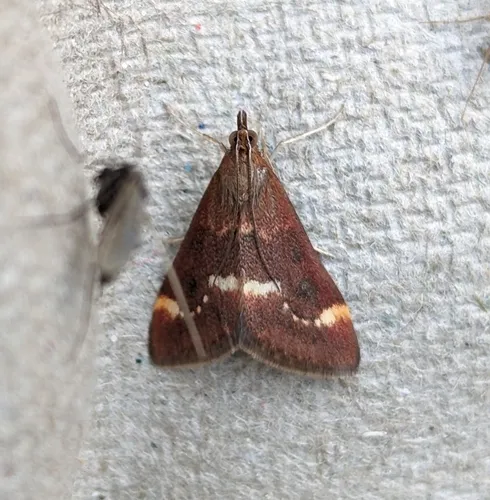 Pyrausta nicalis