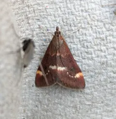 Pyrausta nicalis thumbnail 1