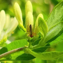 Chironomus ochreatus thumbnail 3