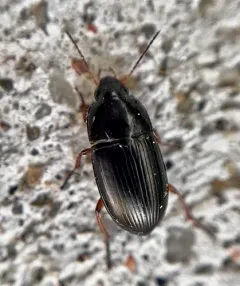 Social Sun Beetle thumbnail 3