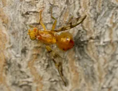Currant Fruit Fly thumbnail 2