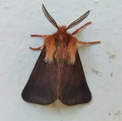 Brown Tiger Moth thumbnail 3