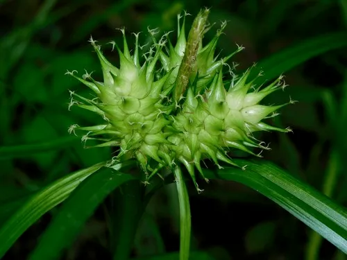 hop sedge