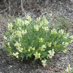 Beckwith's Milkvetch thumbnail 3