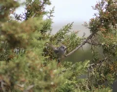 Juniper Titmouse thumbnail 3