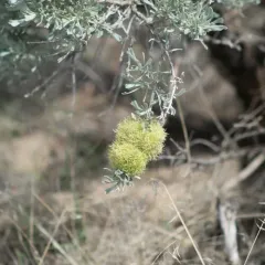 sagebrush medusa gall midge thumbnail 2