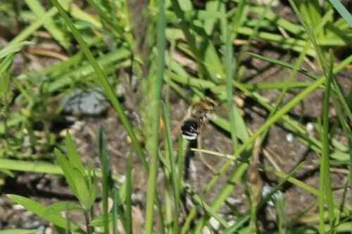 Monk Longhorn