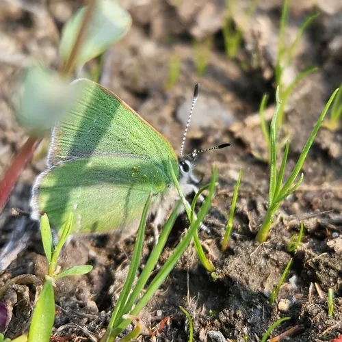 Sheridan's Hairstreak