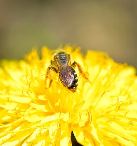 Forbes' Mining Bee
