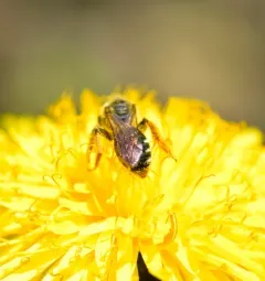 Forbes' Mining Bee thumbnail 1