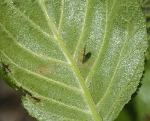 Cigar Casebearer Moth