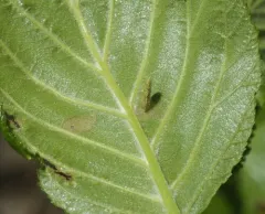 Cigar Casebearer Moth thumbnail 1