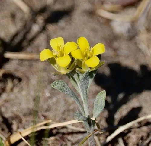 Great Plains Bladderpod
