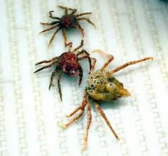 contracted crab thumbnail 2