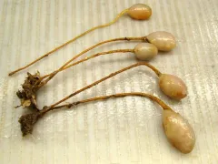 Stalked tunicate thumbnail 2