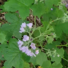 great waterleaf thumbnail 3