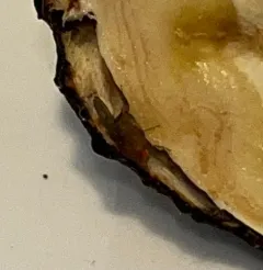 Immigrant fruit fly thumbnail 2