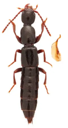 Lathrobium fauveli thumbnail 2