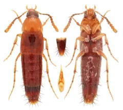 Ischnosoma virginicum thumbnail 2