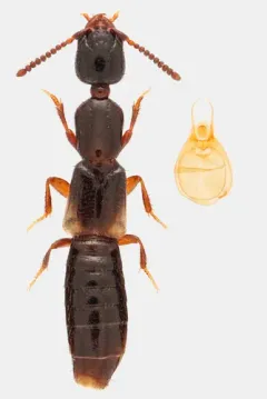 Intermediate Rove Beetle thumbnail 2