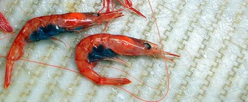 Golden shrimp