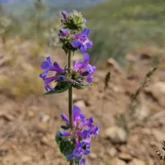 Chelan Penstemon thumbnail 3