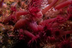 Pomegranate Aeolid thumbnail 2