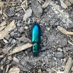 Pine Trogossitid Beetle thumbnail 2