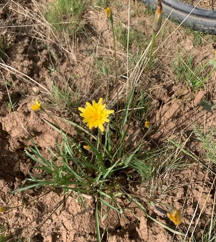 nodding microseris