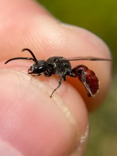 Sphecodes aroniae