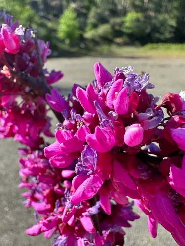 Western Redbud