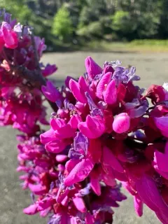 Western Redbud thumbnail 1