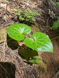 Hartweg's wild ginger thumbnail 3