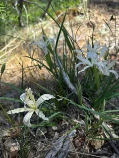 longtube iris thumbnail 2