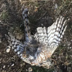 Sharp-shinned Hawk thumbnail 3