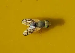Aciurina semilucida thumbnail 2