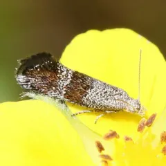 Tinagma obscurofasciella thumbnail 3