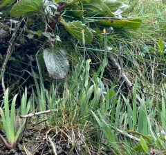 Golden-eyed Grass thumbnail 2