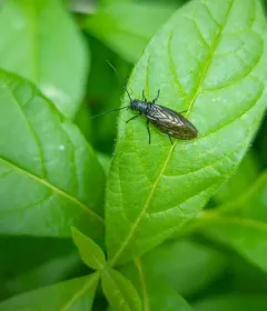 Sialis californica thumbnail 2